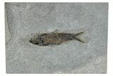 Detailed Fossil Fish (Knightia) - Bottom Cap Layer #269795-1